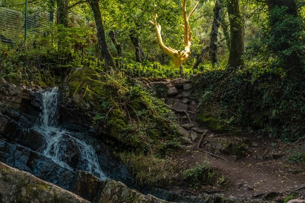 Une exploration des divers types de cabanes nichées dans les arbres